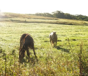 Horses graze in a field near Stone State Park in Sioux City, Iowa, Thursday Sept. 8, 2016.       (Photo by Jerry L Mennenga©)